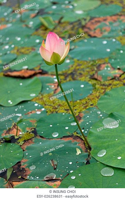 Lotus flower pond in Buyeo, South Korea. Taken during lotus flower festival
