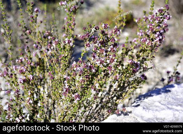Tomillo de invierno (Thymus hyemalis) is a small shrub endemic to southeastern Spain from Granada to south Alicante