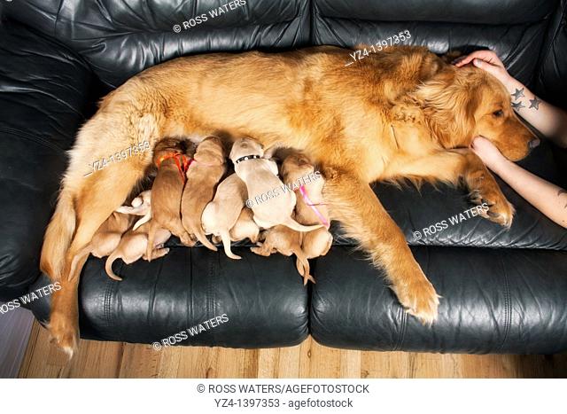 A Golden Retriever with her eleven one-week-old puppies