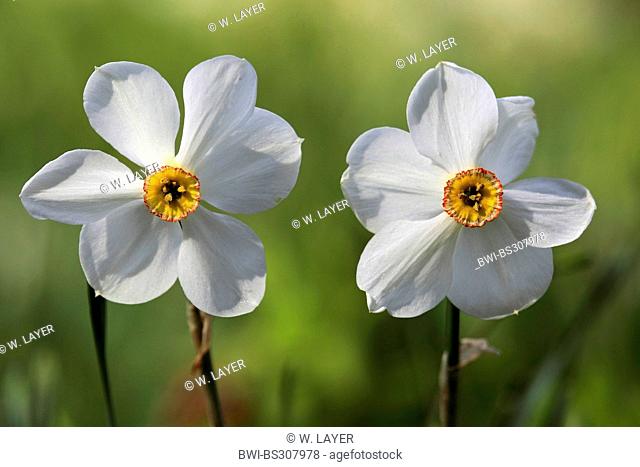poet's narcissus (Narcissus poeticus), flowers