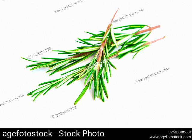 Fresh green Rosemary on the white background
