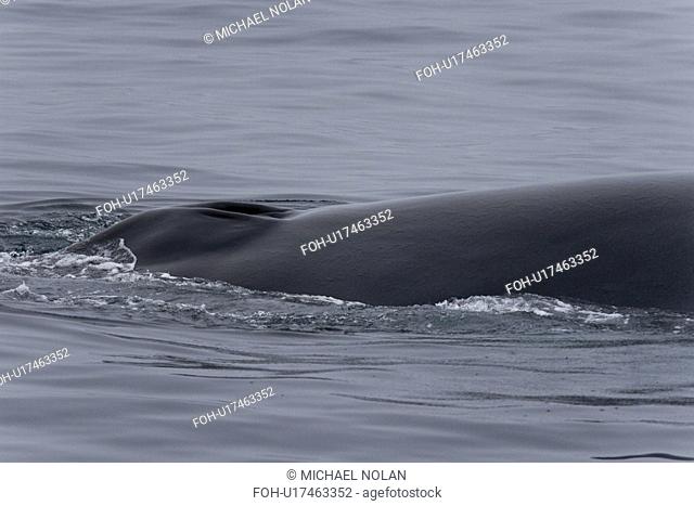 Adult fin whale Balaenoptera physalus sub-surface feeding head detail in the rich waters off the continental shelf just south of Bear Island in the Barents Sea
