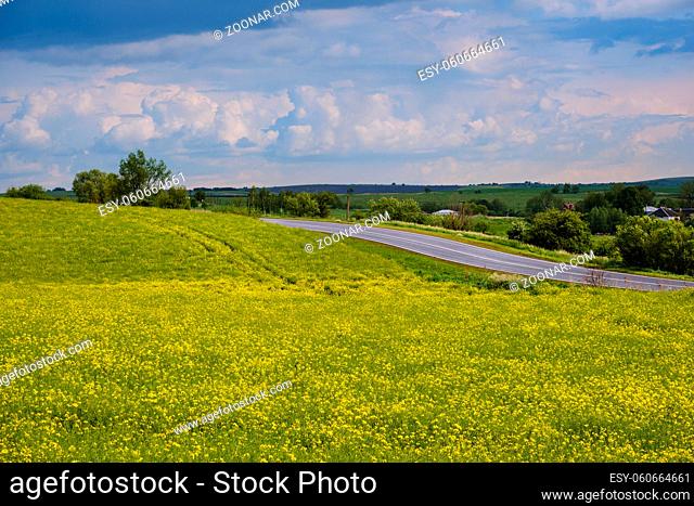 Road through spring rapeseed yellow blooming fields view, sky with clouds. Natural seasonal, good weather, climate, eco, farming, countryside beauty concept