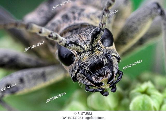 Blackspotted pliers support beetle, Oak longhorn beetle (Rhagium mordax), portrait, Germany, Bavaria