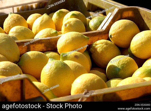 Yellow lemons in plastic boxes in orchard