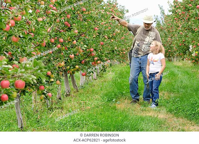 Young girl enjoys an orchard tour with apple farmer near Keremeos in the Similkameen region of British Columbia, Canada