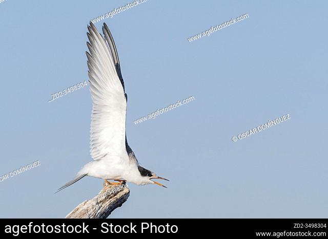 Common Tern (Sterna hirundo) juvenile stretching wings. Nemunas Delta. Lithuania