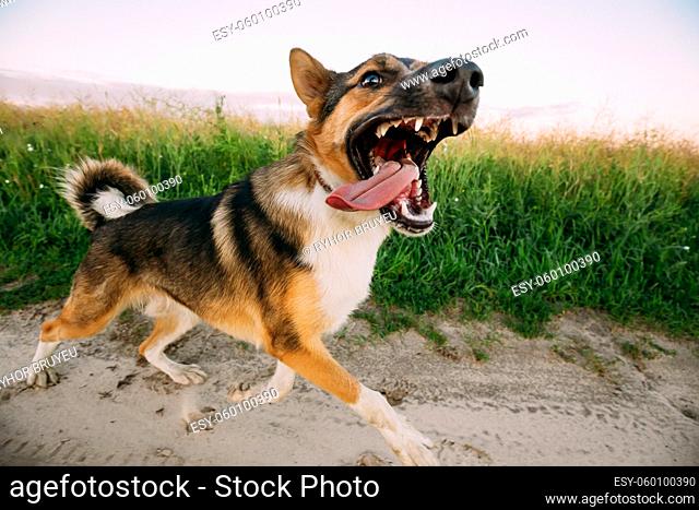 Barking Angry Aggressive Mixed Breed Dog Running In Road Through Meadow