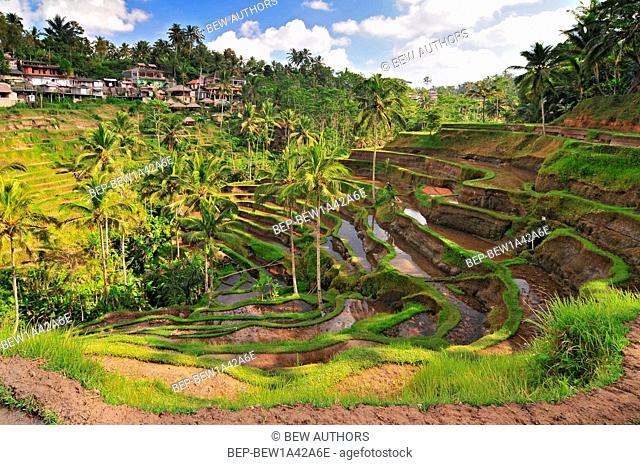 The most dramatic and spectacular rice terraces in Bali near the village of Tegallalang