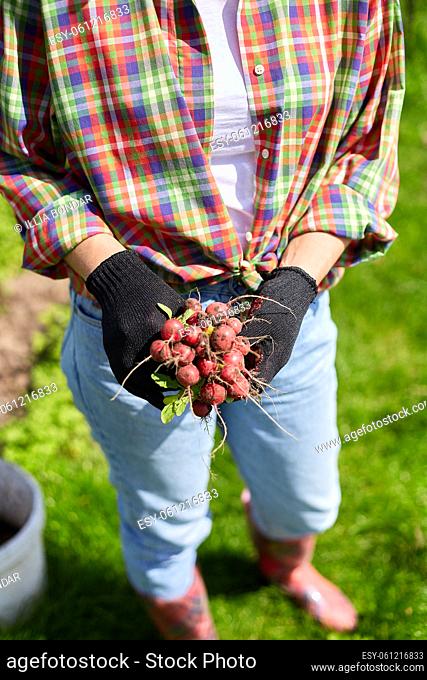 A young woman in a shirt holds a bunch of fresh red radishes in her hands, harvesting radishes from a veggie bed, working on farm