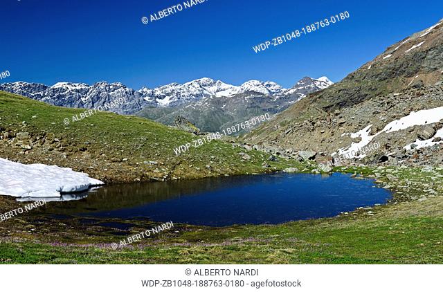 alpine lake, Sobretta Valley, pink flowers: Alpine Snowbell, Stelvio National Park, Lombardy, the Alps, Italy