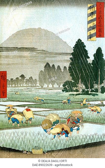 The planting of rice during a summer thunderstorm, 1857, Ando Hiroshige (1797-1858), print, Japan. Japanese Civilisation, 19th century