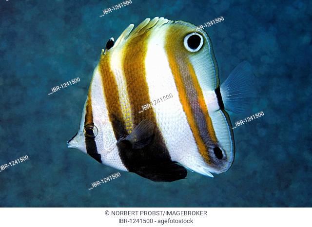 Goldengirdled coralfish (Coradion chrysozonus), butterfish, Bali, island, Lesser Sunda Islands, Bali Sea, Indonesia, Indian Ocean, Asia
