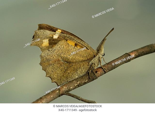 Nettle Tree Butterfly Libythea celtis