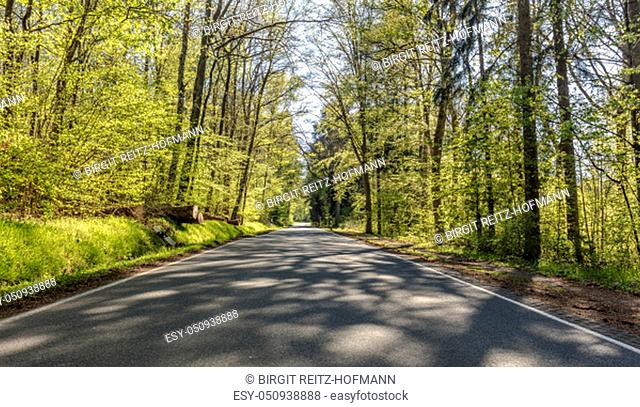 Country road on a sunny day in the beech forest
