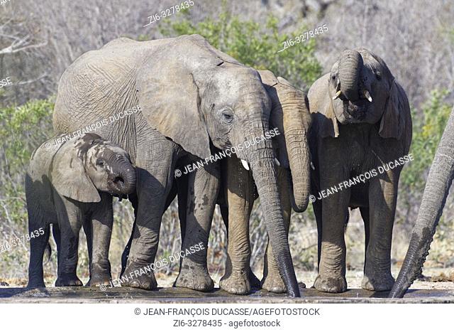 African bush elephants (Loxodonta africana), elephant calves with baby, drinking at a waterhole, Kruger National Park, South Africa, Africa