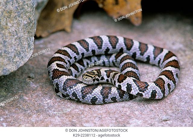 Milk snake (Lampropeltis triangulum), Greater Sudbury, Ontario, Canada