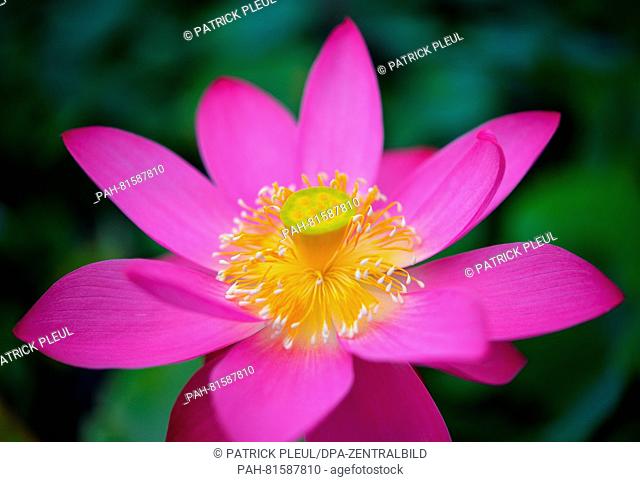 A lotus flower pictured at tHe water lily farm in Gross Rietz, Germany, 26 June 2016. Christian Meyer-Zilinski has been growing rare and new types of water lily...