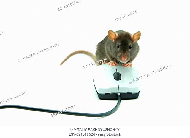 rat and computer mouse