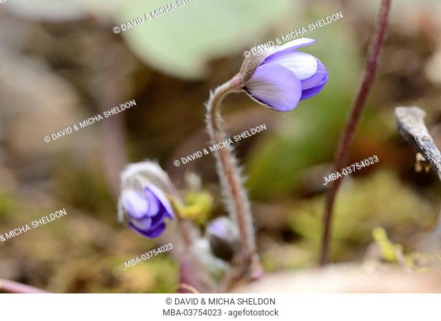 Liverworts, Hepatica nobilis, blossoms, closed