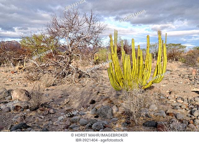 Organ Pipe Cactus (Stenocereus thurberi), cactus desert in front of the Sierra de la Giganta, Highway 1 between Loreto and Mulege, Baja California Sur, Mexico