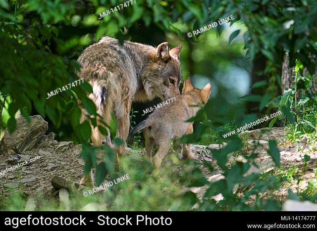 Wolf, Canis lupus, with cub