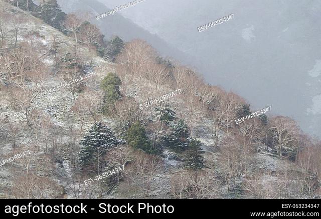 Forest covered with snow. Nikko National Park. Japan