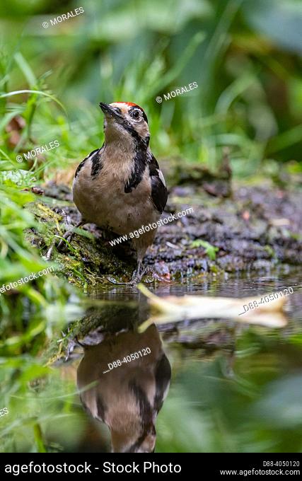 France, Brittany, Ille et Vilaine), Great Spotted Woodpecker, Immature (Dendrocopos major), drinking from a pond