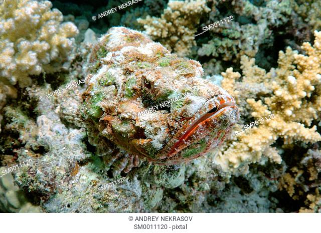camouflage reef stonefish or simply stonefish (Synanceia verrucosa) Red sea, Egypt, Africa