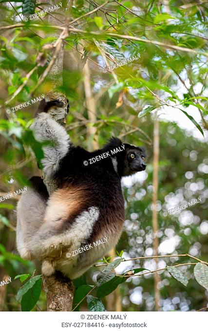 Black and white Lemur Indri (Indri indri), called the babakoto, hanged on tree in its natural habitat. Indri is largest living lemur