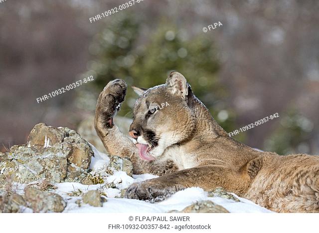 Puma (Puma concolor) adult, licking front leg, resting on snow covered rocks, Montana, U.S.A., February (captive)