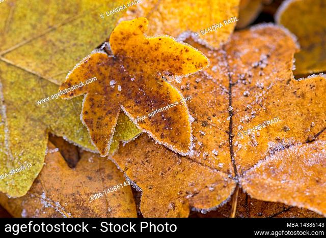 autumn colored maple leaves covered with hoarfrost, Germany, Hesse, Nature Park Lahn-Dill-Bergland