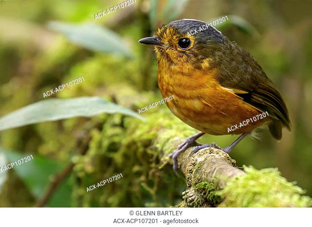 Slate-crowned Antpitta (Grallaricula nana) perched on a branch in the mountains of Colombia, South America