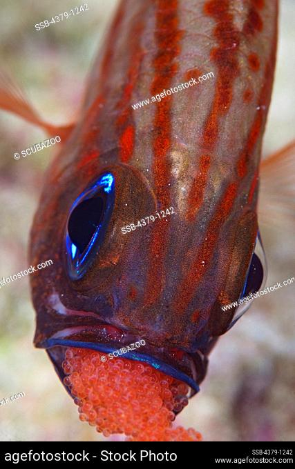Split-Banded Cardinalfish With Eggs in Mouth