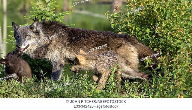 Female Grey Wolf (Canis lupus) with cubs. Minnesota, USA