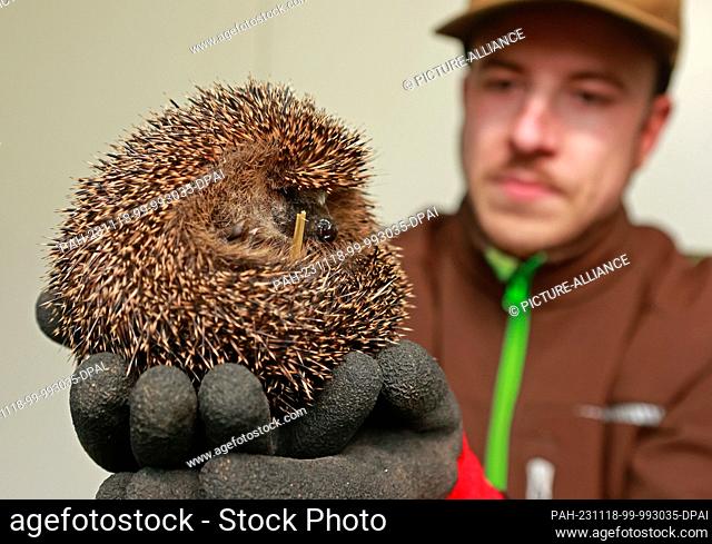 17 November 2023, Saxony-Anhalt, Halberstadt: A small hedgehog is examined by animal keeper Michael Eiding at the wildlife rescue center in Halberstadt Zoo