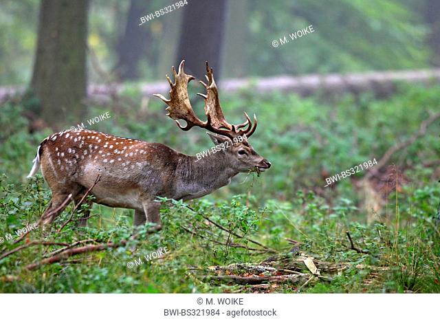fallow deer (Dama dama, Cervus dama), stag standing in a light forest feeding, Denmark