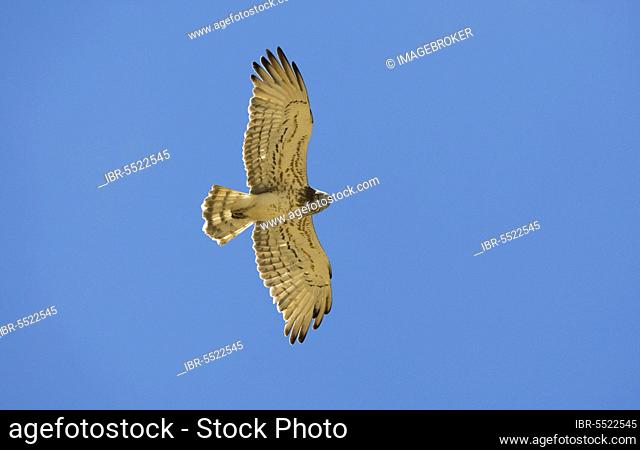 Short-toed snake eagle (Circaetus gallicus) adult, in flight, Spain, Europe