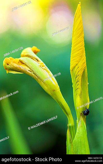 Marsh iris, water iris or yellow iris, iris pseudacorus, flower, bud, raindrop, garden life