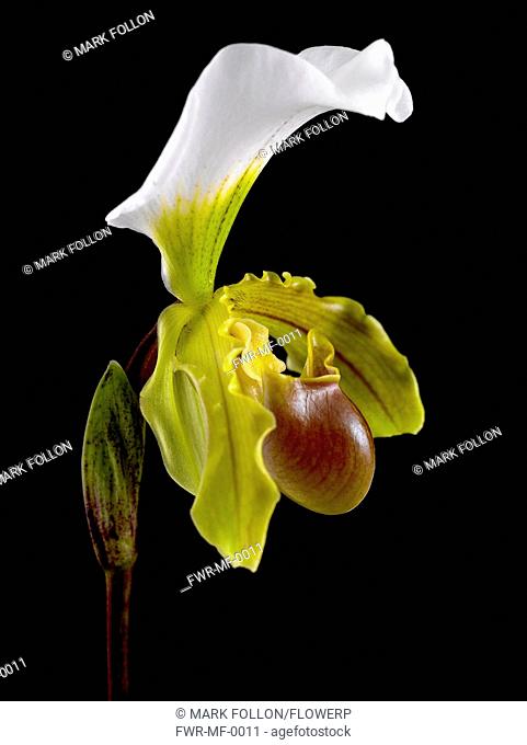 Paphiopedilum leeanum, Orchid, Slipper orchid, Yellow subject, Black background