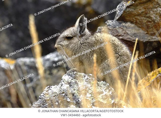 Vizcacha peruana (Lagidium Peruanum) resting and perched on rocks in its natural environment. Huancayo - Perú