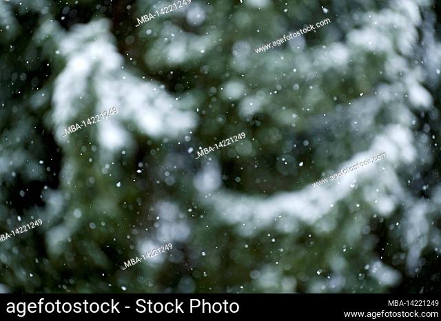 Winter forest, snowflakes in front of snow-covered spruce trees, blurred background, Germany, Hesse