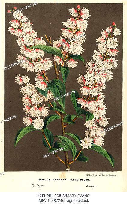 Multi-flowered crenate deutzia or utsugi, Deutzia crenata flore pleno. Japan. Handcoloured lithograph from Louis van Houtte and Charles Lemaire's Flowers of the...