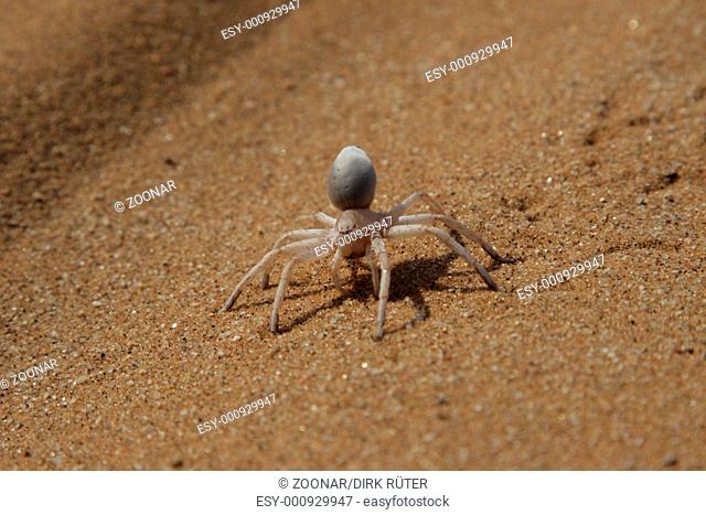 Golden Cartwheeling Spider