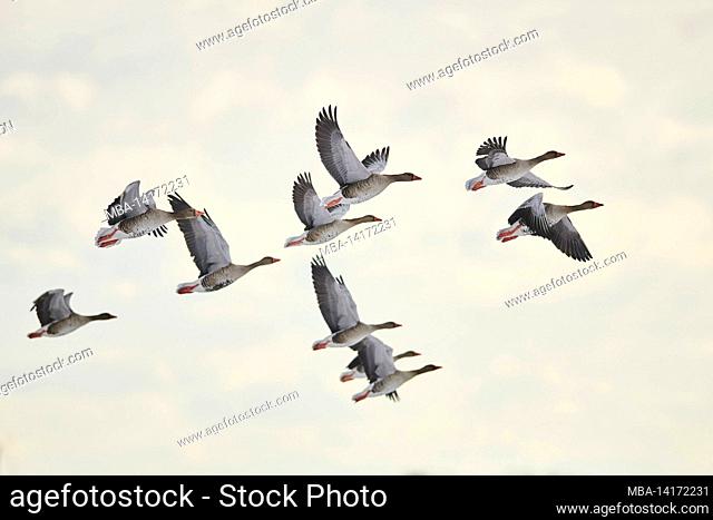 greylag geese (anser anser), flying, bavaria, germany