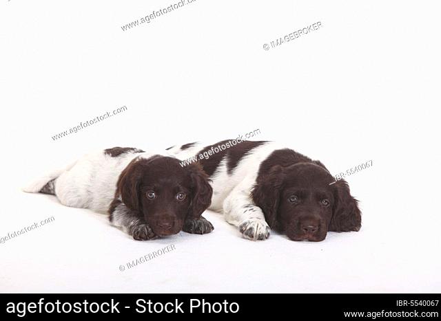 Small Munsterlander, puppies, 7 weeks, Small Munsterlander