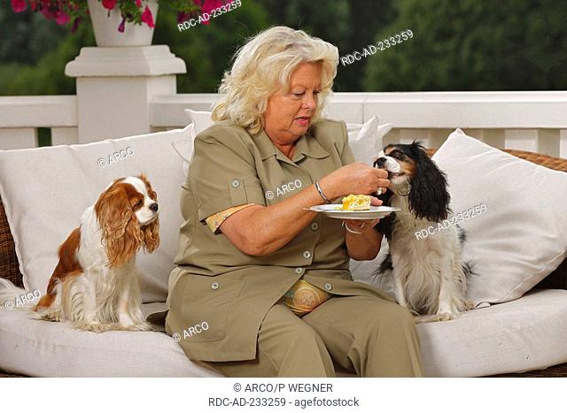 Woman feeding cake to Cavalier King Charles Spaniel, tricolour and blenheim