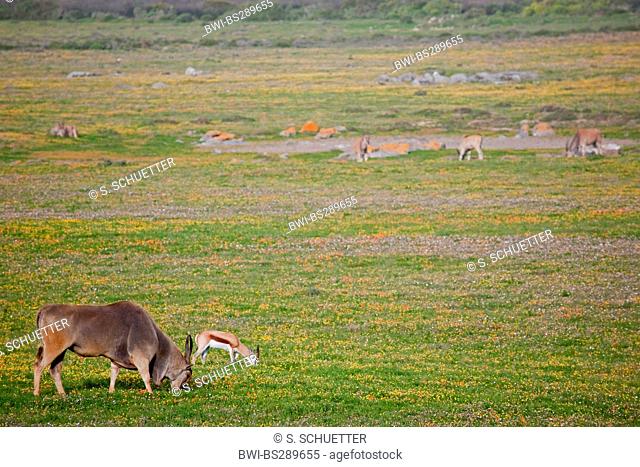 Common eland, Southern Eland (Taurotragus oryx, Tragelaphus oryx), and springbuck grazing in meadow, South Africa, Western Cape, West Coast National Park
