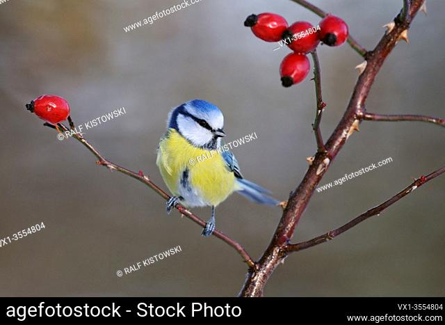 Bluetit ( Cyanistes caeruleus ), perched on a dogrose twig between red rosehips wildlife, Europe