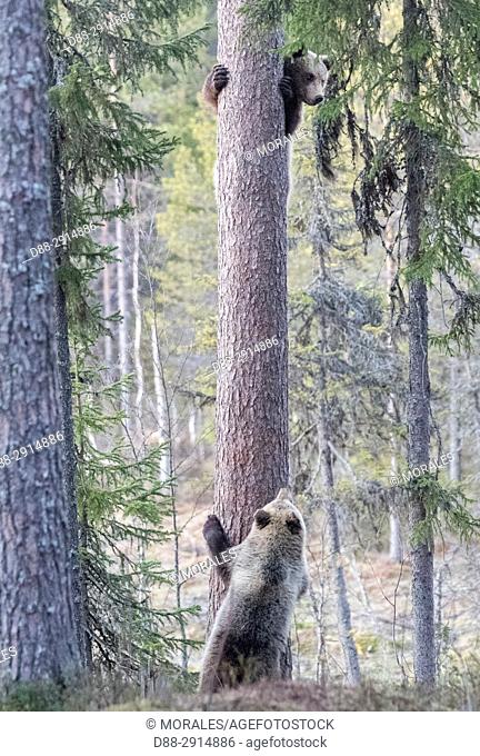 Europe, Finland, Kuhmo area, Kajaani, Brown bear (Ursus arctos horribilis), adult female and baby in a tree
